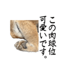 人間の様な柴（個別スタンプ：25）