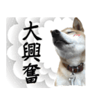 人間の様な柴（個別スタンプ：29）