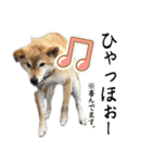 人間の様な柴（個別スタンプ：30）
