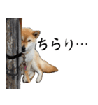 人間の様な柴（個別スタンプ：33）