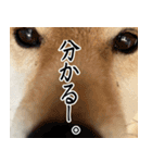 人間の様な柴（個別スタンプ：36）
