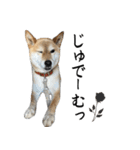 人間の様な柴（個別スタンプ：38）