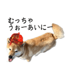 人間の様な柴（個別スタンプ：39）