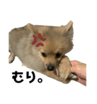 かぎしっぽめらにあんのうるちゃんだよ（個別スタンプ：6）
