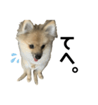 かぎしっぽめらにあんのうるちゃんだよ（個別スタンプ：33）