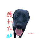 ラブラドール[兄妹］（個別スタンプ：13）