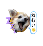 ラブラドール[兄妹］（個別スタンプ：14）