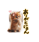 ネオねこまる（個別スタンプ：16）