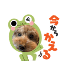えんどうまろんくん（個別スタンプ：5）