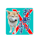 柴犬のムリ！愛嬌でのりきるネガティブ表現（個別スタンプ：2）