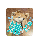 柴犬のムリ！愛嬌でのりきるネガティブ表現（個別スタンプ：13）