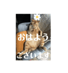 犬猫三昧①⑤（個別スタンプ：1）