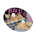 犬猫三昧①⑤（個別スタンプ：2）