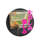 犬猫三昧①⑤（個別スタンプ：3）