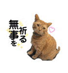 犬猫三昧①⑤（個別スタンプ：4）