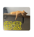 犬猫三昧①⑤（個別スタンプ：5）
