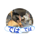 犬猫三昧①⑤（個別スタンプ：6）