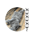 犬猫三昧①⑤（個別スタンプ：7）