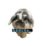 ハラミ君スタンプ（個別スタンプ：2）