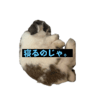 ハラミ君スタンプ（個別スタンプ：3）