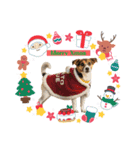ジャックラッセルテリアのまりも 第3弾（個別スタンプ：4）