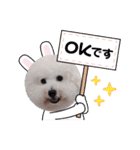 みんと♡ビションフリーゼ（個別スタンプ：5）