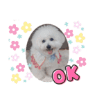 みんと♡ビションフリーゼ（個別スタンプ：7）