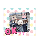 みんと♡ビションフリーゼ（個別スタンプ：8）