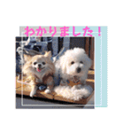 みんと♡ビションフリーゼ（個別スタンプ：9）