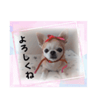みんと♡ビションフリーゼ（個別スタンプ：10）