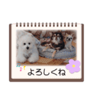 みんと♡ビションフリーゼ（個別スタンプ：11）