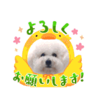 みんと♡ビションフリーゼ（個別スタンプ：12）