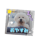 みんと♡ビションフリーゼ（個別スタンプ：13）