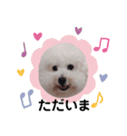 みんと♡ビションフリーゼ（個別スタンプ：14）