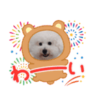 みんと♡ビションフリーゼ（個別スタンプ：17）
