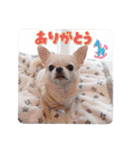 みんと♡ビションフリーゼ（個別スタンプ：18）