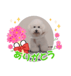 みんと♡ビションフリーゼ（個別スタンプ：19）