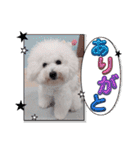 みんと♡ビションフリーゼ（個別スタンプ：20）