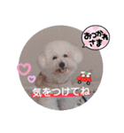 みんと♡ビションフリーゼ（個別スタンプ：21）