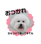 みんと♡ビションフリーゼ（個別スタンプ：22）