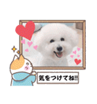 みんと♡ビションフリーゼ（個別スタンプ：23）