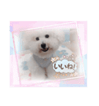 みんと♡ビションフリーゼ（個別スタンプ：25）