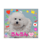 みんと♡ビションフリーゼ（個別スタンプ：26）