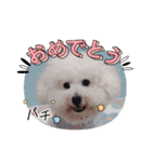 みんと♡ビションフリーゼ（個別スタンプ：27）
