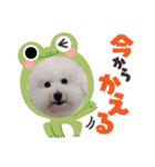 みんと♡ビションフリーゼ（個別スタンプ：28）