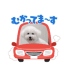 みんと♡ビションフリーゼ（個別スタンプ：29）