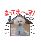 みんと♡ビションフリーゼ（個別スタンプ：30）