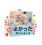 みんと♡ビションフリーゼ（個別スタンプ：31）