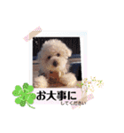 みんと♡ビションフリーゼ（個別スタンプ：32）