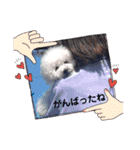 みんと♡ビションフリーゼ（個別スタンプ：33）